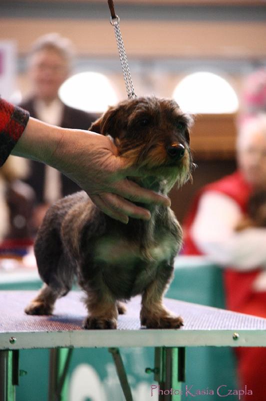 Crufts2011_2 1155.jpg